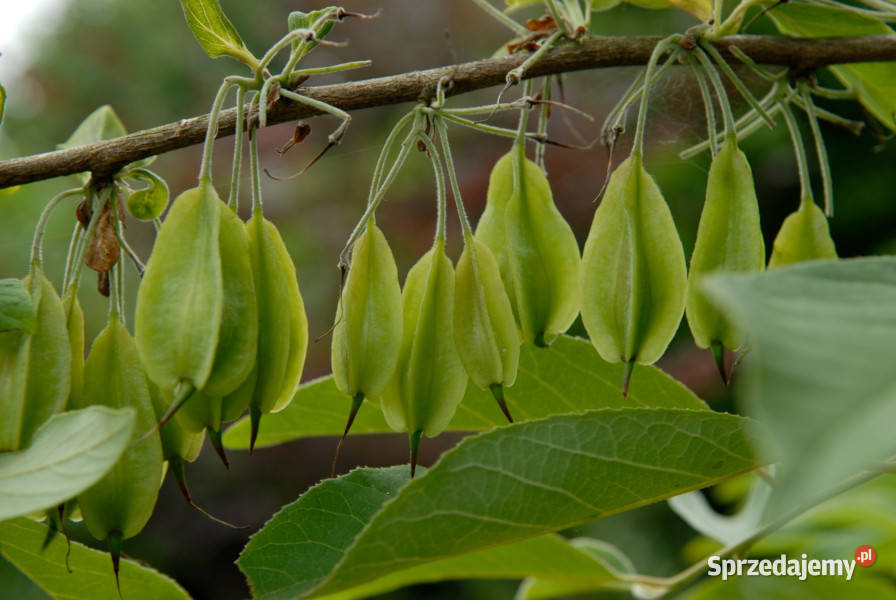 OŚNIEŻA KAROLIŃSKA Halesia carolina NASIONA 30 Lubanie sprzedam
