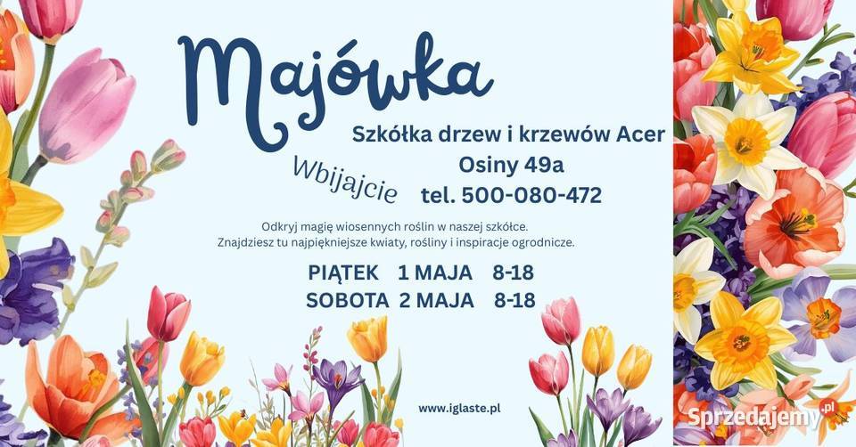 Jałowiec skalny Blue Arrow Osiny 49A Kępno