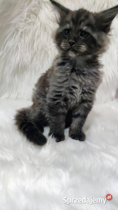 Maine Coon kocur Opole