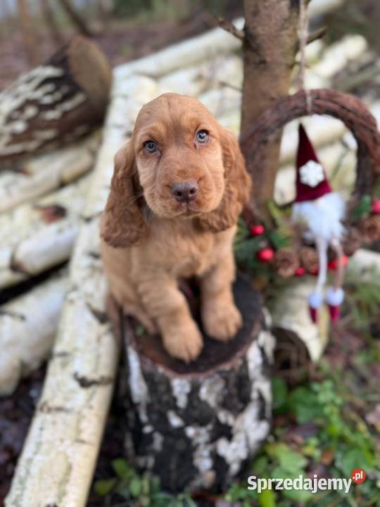 Piękny Cocker Spaniel Angielski piesek sunia z Cocker Spaniel Rzeszów