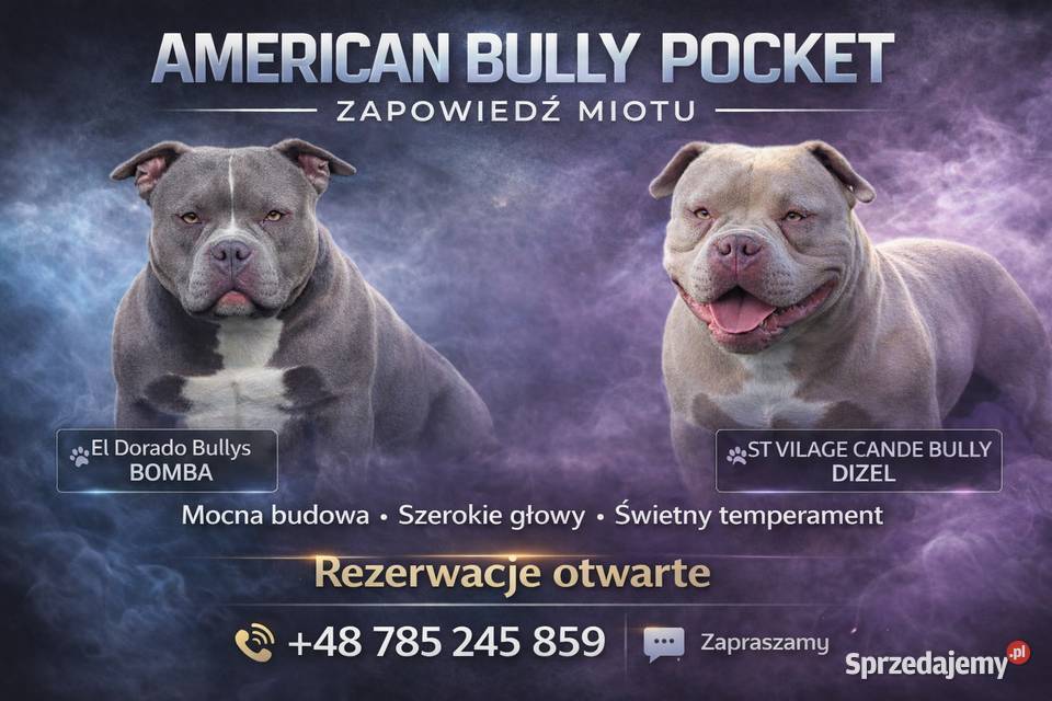 American Bully Pocket Piesek Krośniewice