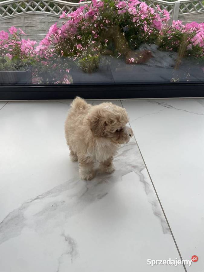 Maltipoo piesek i suczka śląskie Częstochowa