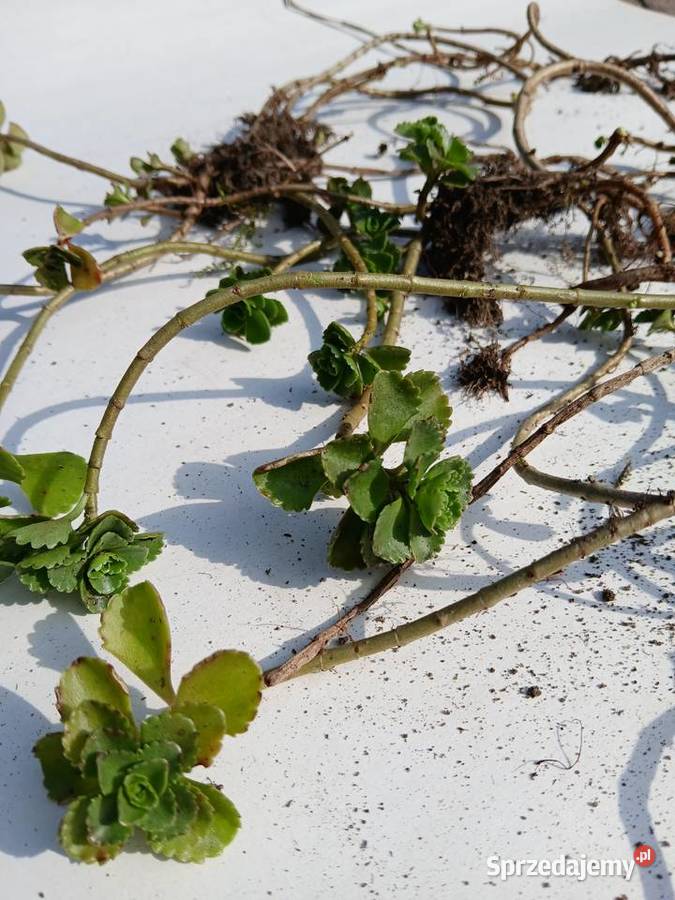 Rozchodnik kaukaski na skalniak do donic