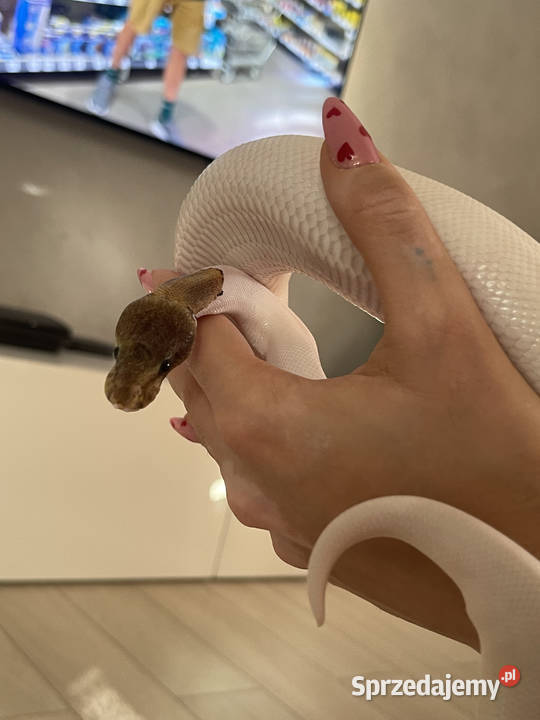 Python Regius Samiec Mojave Piebald poss Warszawa sprzedam