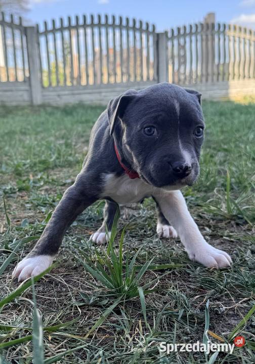 Trzy suczki Amstaff Blue Zwierzęta wielkopolskie Brzeziny
