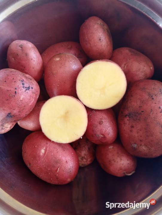 Sprzedam ziemniaki Red Sonia Nużewo