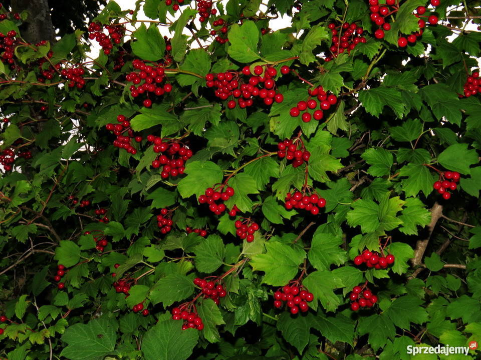 Kalina koralowa miododajna kwitnąca Miododajny Rośliny lubelskie Wisznice