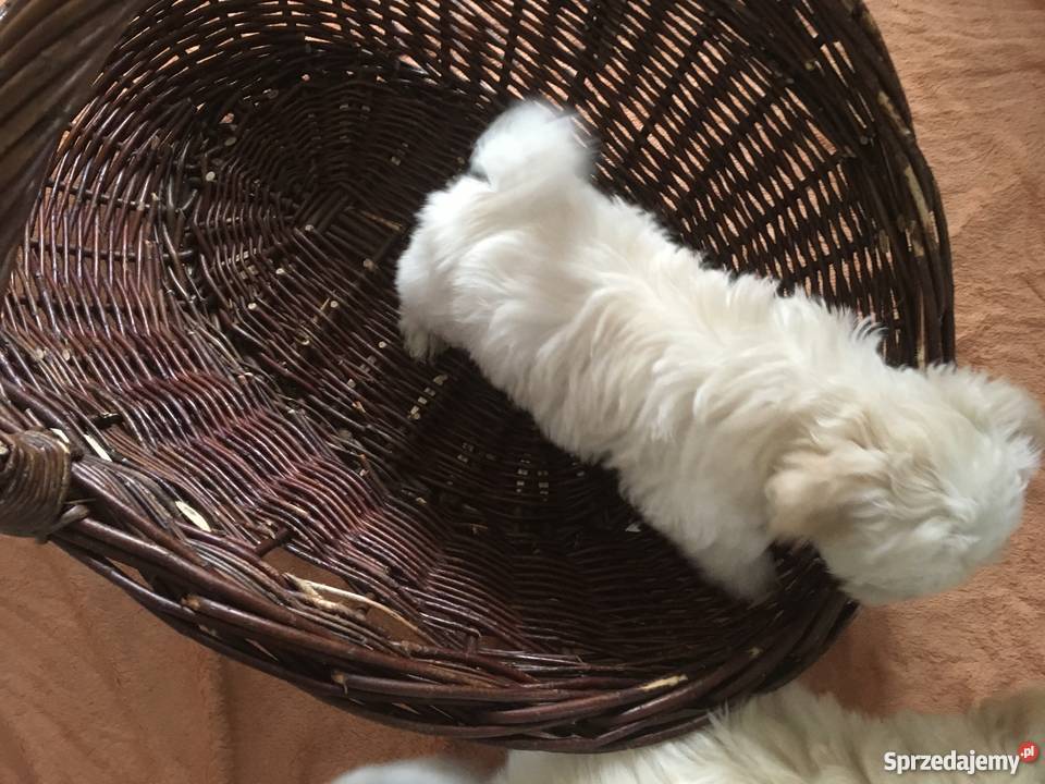 Hawańczyk Maltańczyk wielkopolskie Tarnowo Podgórne