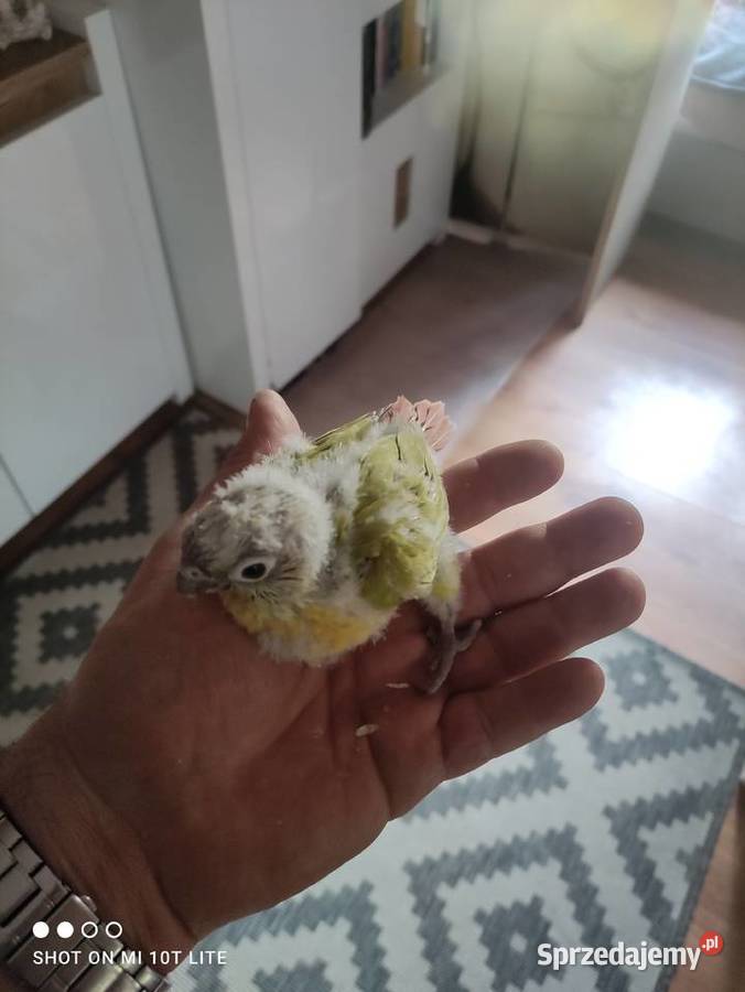 Rudosterki ręcznie karmione sprzedam