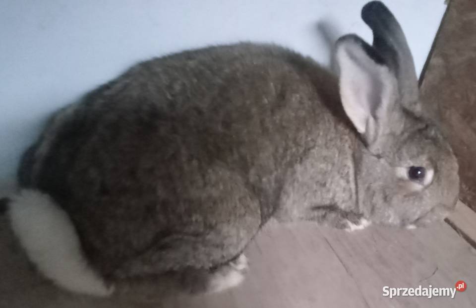 Sprzedam Samca Zwierzęta śląskie Zajączki Pierwsze sprzedam