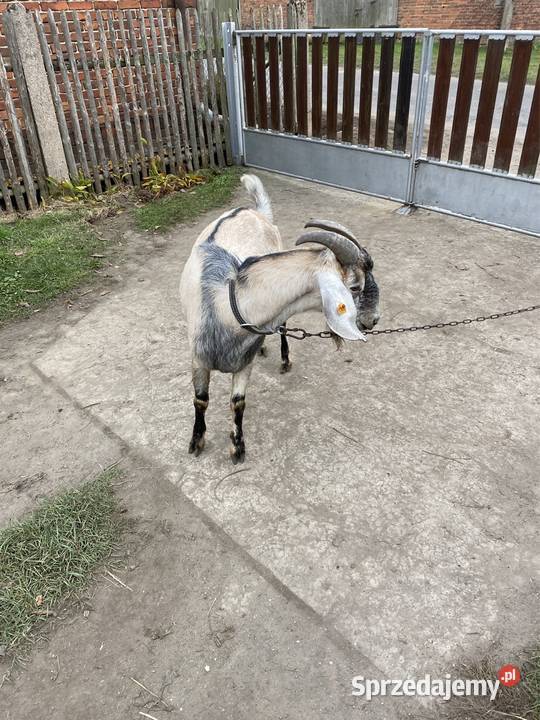 Kozioł do krycia AN z rodowodem Kobyla Góra sprzedam