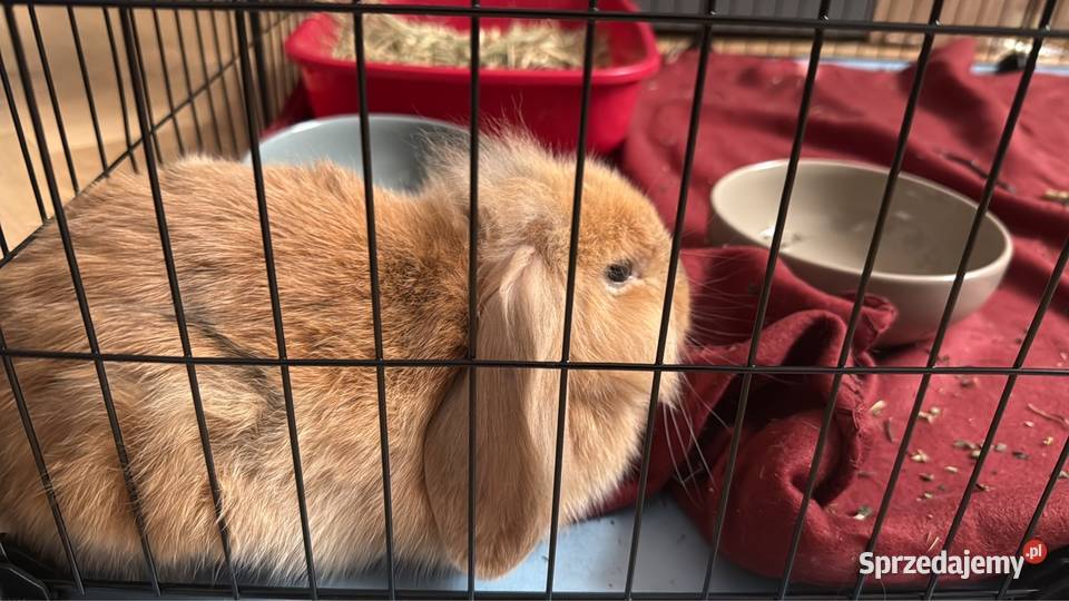 Sprzedam królika baranka Gryzonie Bytom