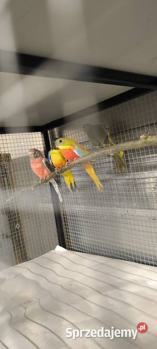 Łąkówka turkusowa 25 Poznań