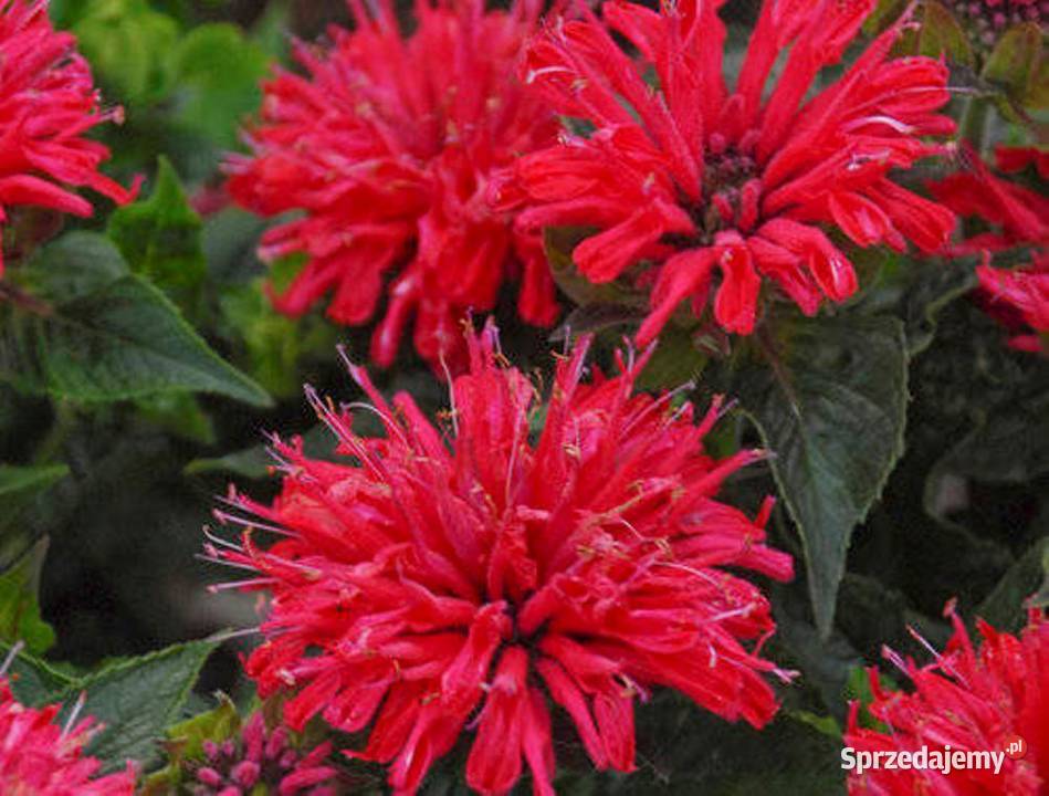 Monarda bee Happy Dilmah łódzkie Tomaszów Mazowiecki