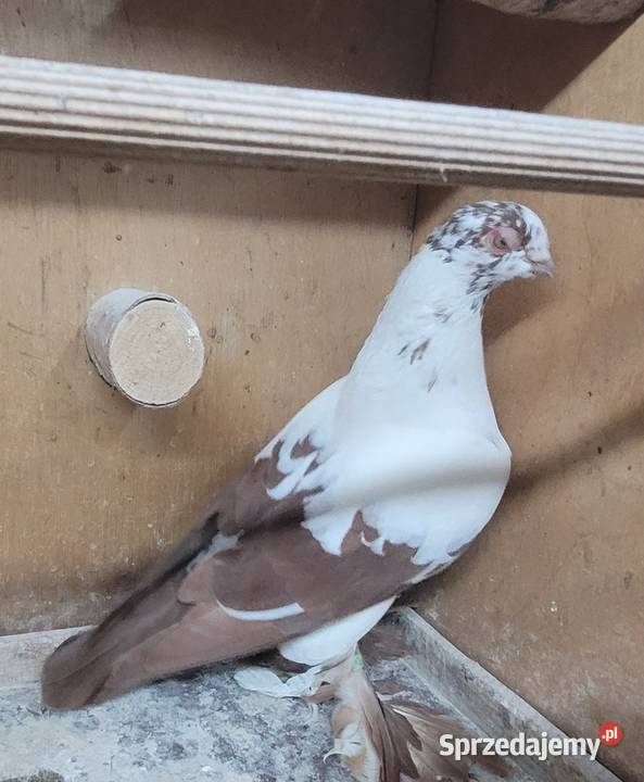 Gołębie Widyny polskie Skierniewice