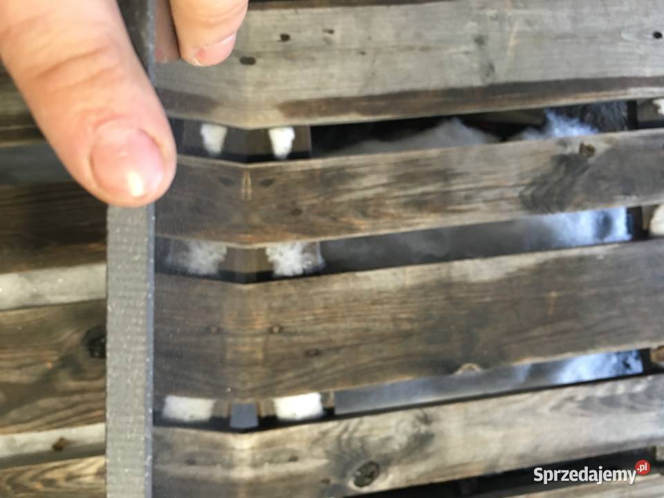 Gres płytka podłogowa concept 14 cn14 poler