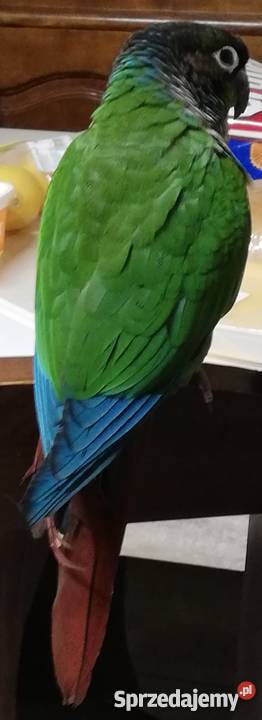Papuga Rudosterka klatka Zwierzęta