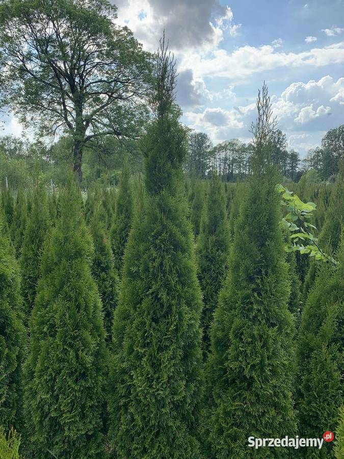 Tuja szmaragd 180m szkółka Mazewo Dworskie"A"