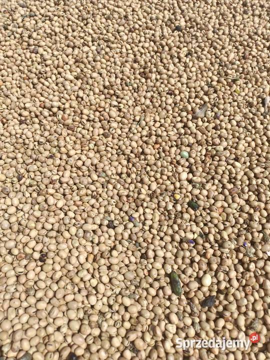 Sprzedam bobik ziarna bobiku Pozostałe kujawsko-pomorskie Wąbrzeźno