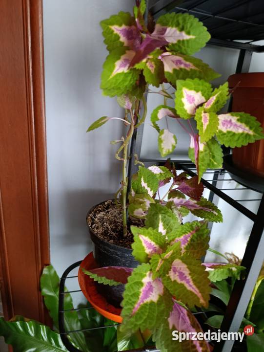 koleus Blumego Coleus blumei pokrzywka