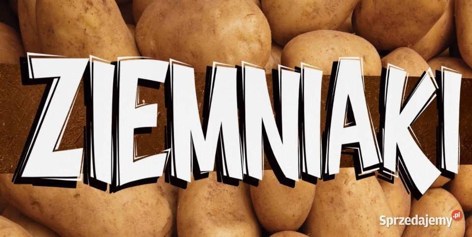 Ziemniaki QUEEN ANNE GALA Kartofle Marchew Ozimek sprzedam