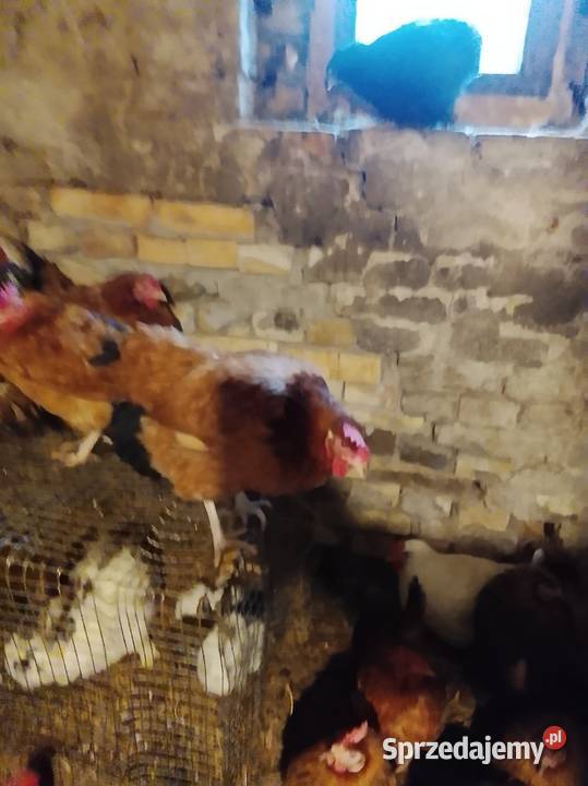 Sprzedam kury nioski lubuskie Brzeźno sprzedam