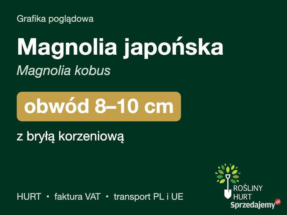 Magnolia japońska Magnolia kobus obwód 810 z Liściaste