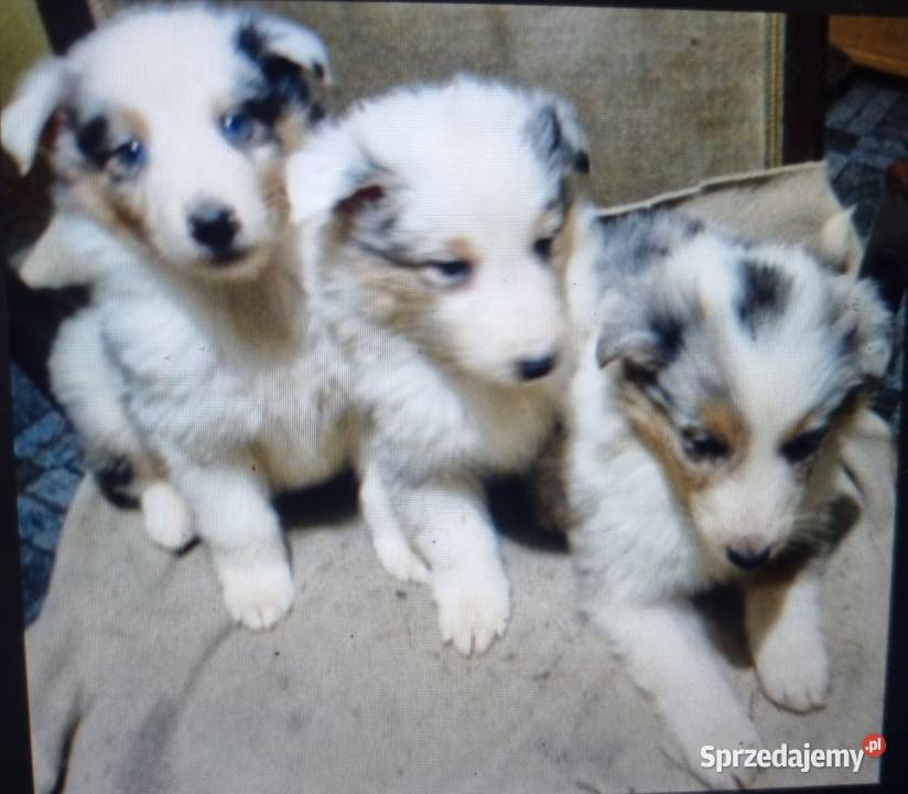 Owczarek szkocki collie Zakrzewo sprzedam