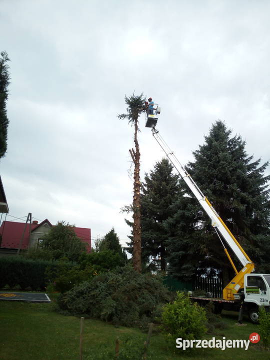 Usuwanie starych niebezpiecznych drzew skracanie Skawina