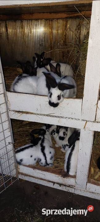 Sprzedam mlode kroliki srokacz niemiecki Skarszewy sprzedam
