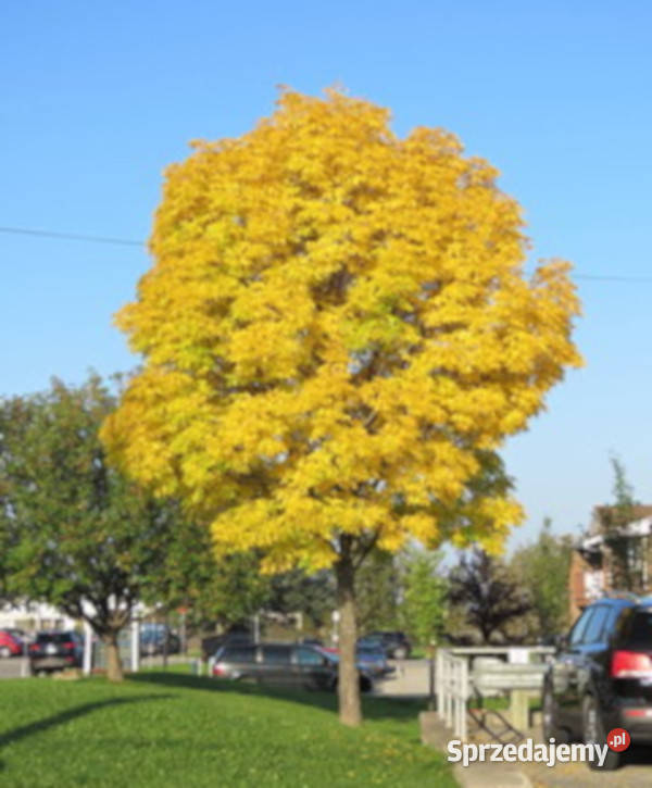 JESION CZARNY Fraxinus sadzonki w doniczkach sprzedam