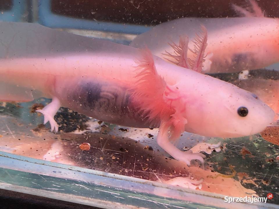 Aksolotl Ambysoma Mexicanum Salamandra Justynów