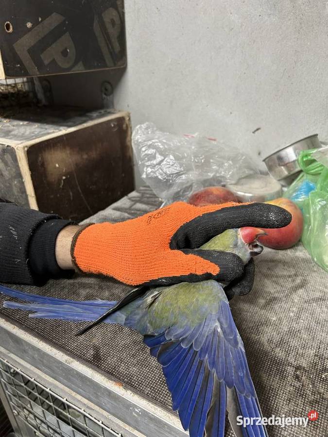 Aleksandretty kobalt fiolet rudosterki konury Krobia sprzedam