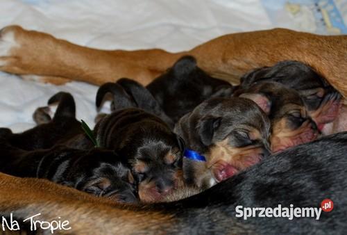 ogar polski szczenietarodowodowe