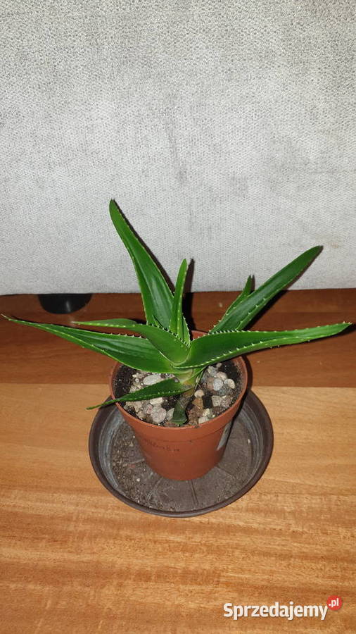 Aloes zielony roślina rosnąca 2 Wyposażenie wnętrz