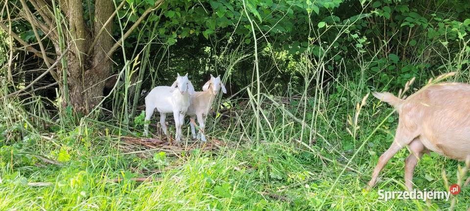 Kozioł cap Kamionka Wielka