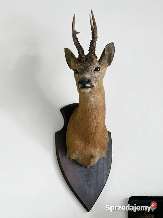 Poroże z sarną małopolskie Proszowice