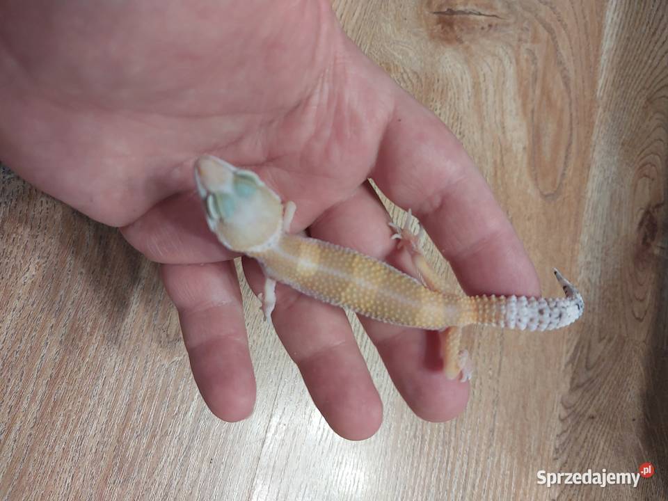 Gekony lamparcie Gady i płazy Reda