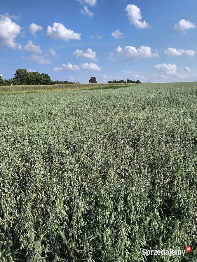 Owies Jary 2025 Ładny Miedźno