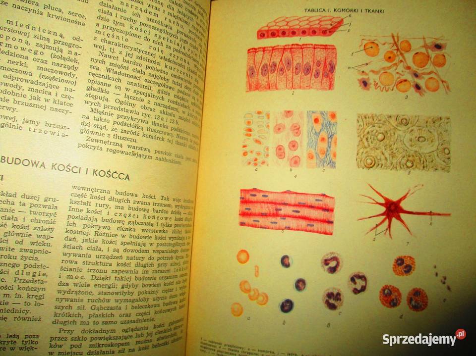 Lekarski poradnik domowy Zaremba medycyna Książki naukowe i popularnonaukowe Łódź