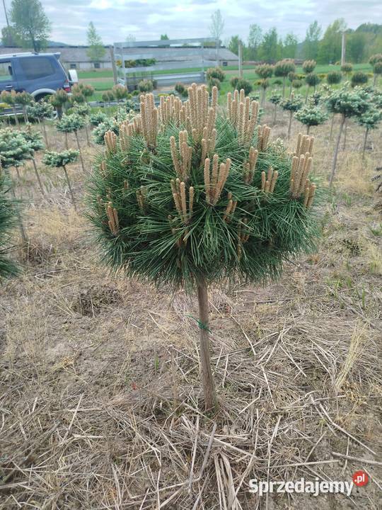 Sosna Pinus mugo LOW Glow Varella GLAUCA GLOBOSA podkarpackie Przedmieście Dubieckie