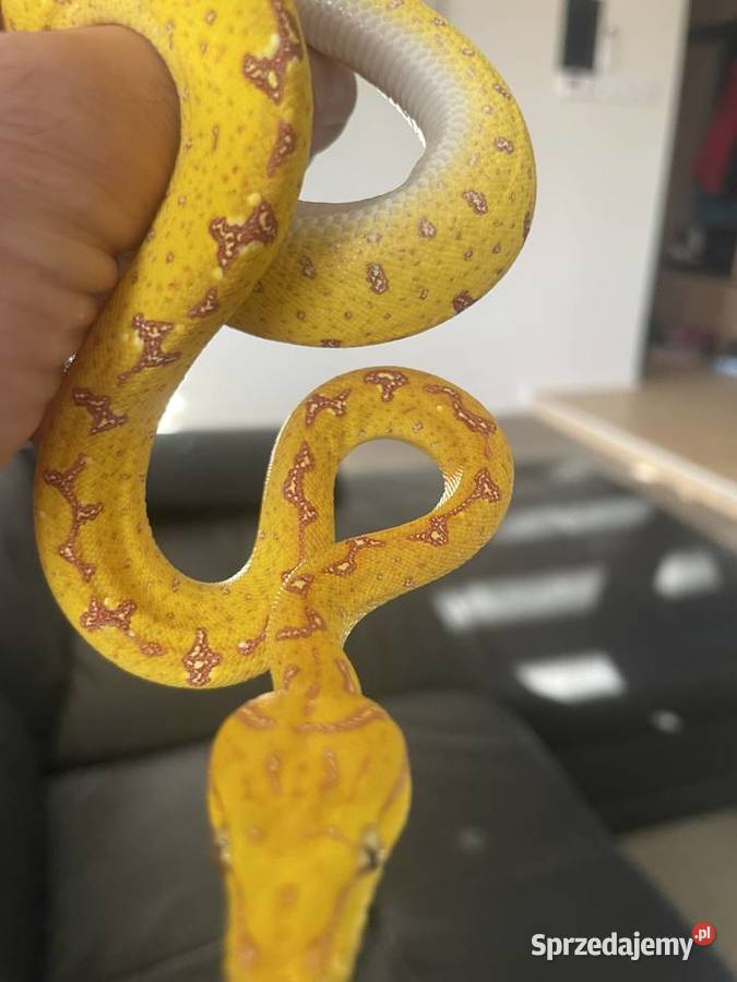 Morelia viridis pyton zielony śląskie