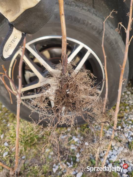 Sadzonki malin letnich Puławy