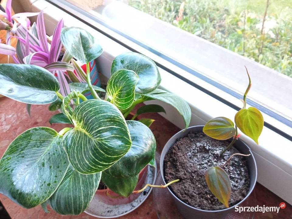 Piękne syngonium 10 i nie Białystok