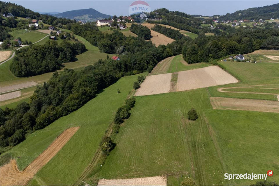 Prywatny las 3331 m2 Twoja przestrzeń w naturze Sprzedaż małopolskie Młynne sprzedam