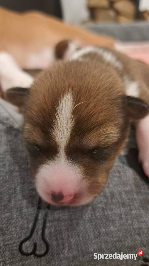 Basenji szczenię Słupsk