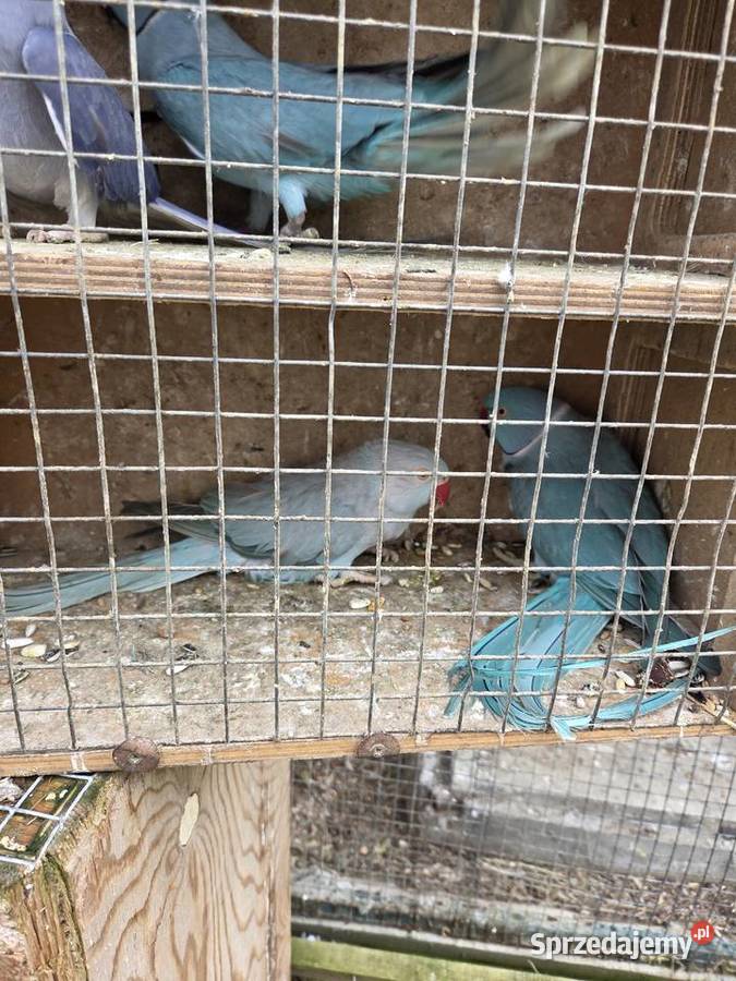 Aleksandretty aleksandretta obrozna wielkoa Częstochowa sprzedam