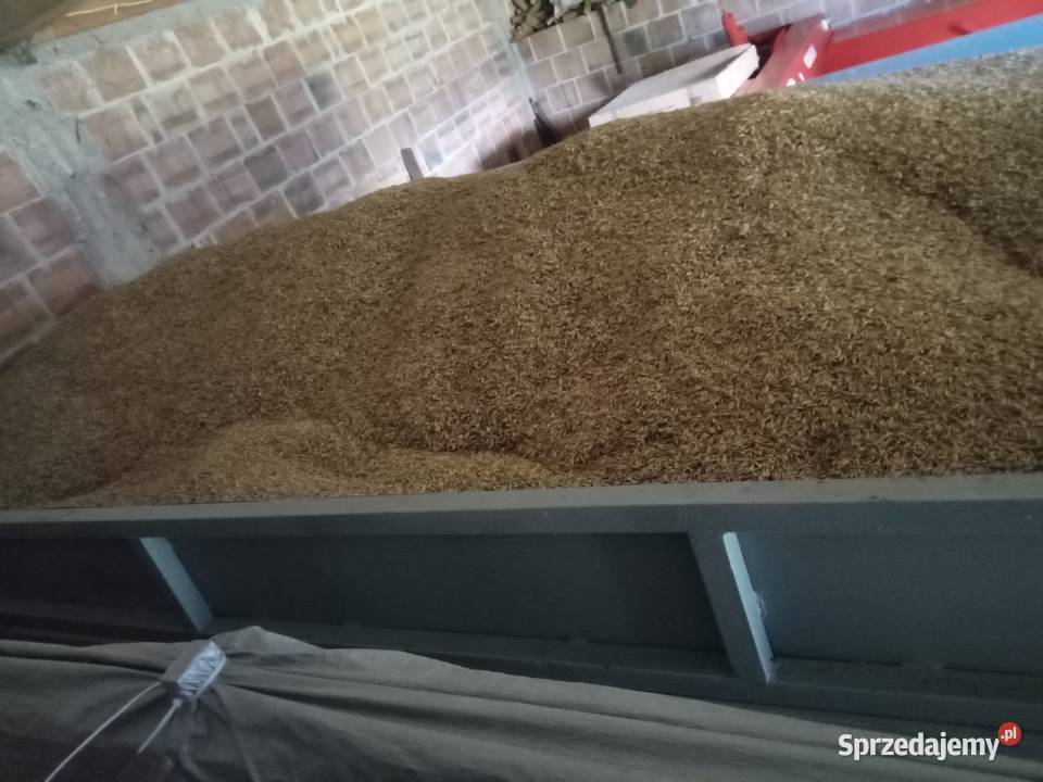 Owies paskowy do siewu CZYSTY Karmy i pasze Radgoszcz sprzedam