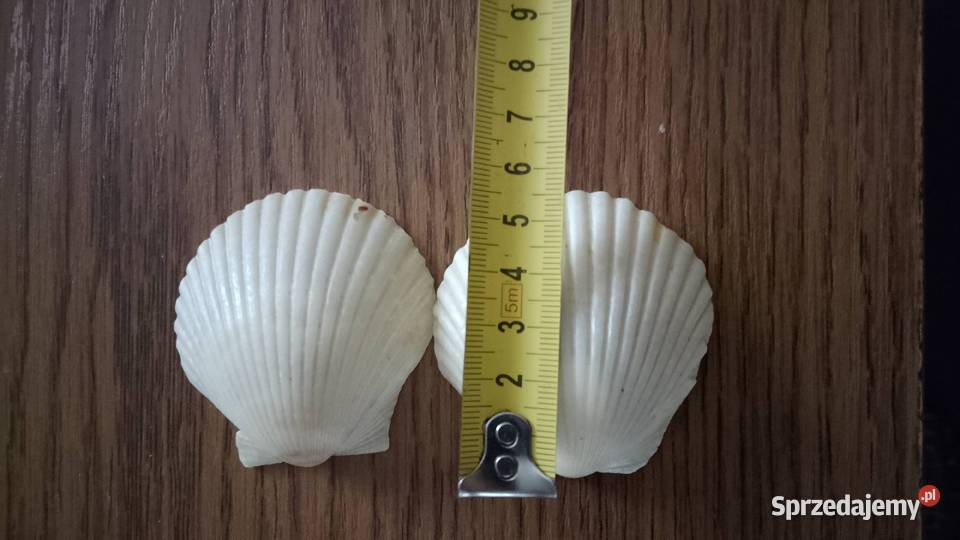 Muszle morskie śwJakuba kujawsko-pomorskie Nakło nad Notecią