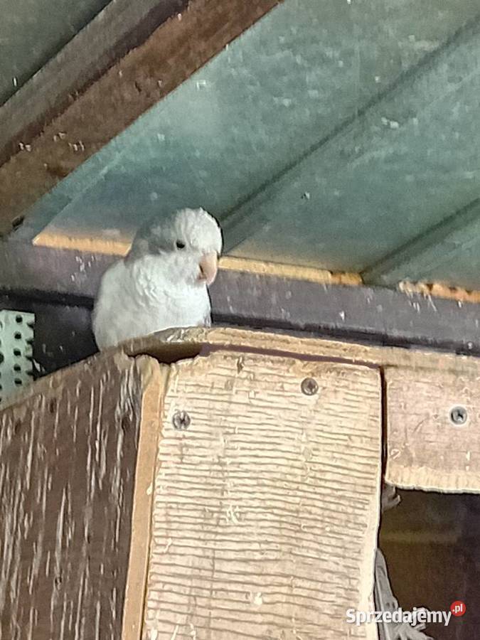 Papugi mńichy sprzedam